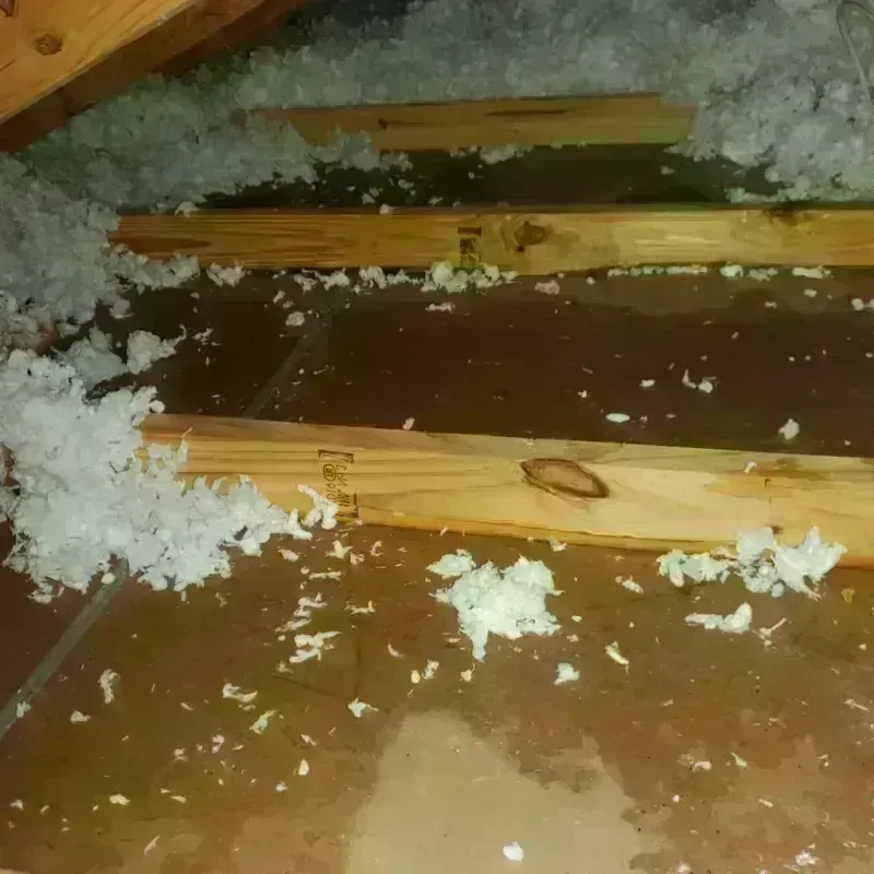 Attic Water Damage in Arcadia, WI