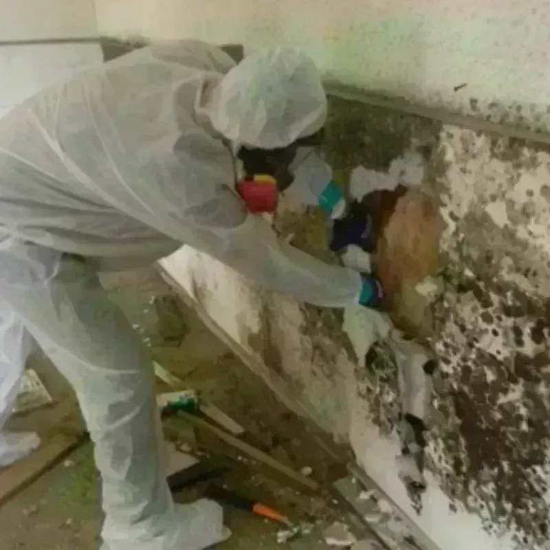 Mold Remediation and Removal in Arcadia, WI